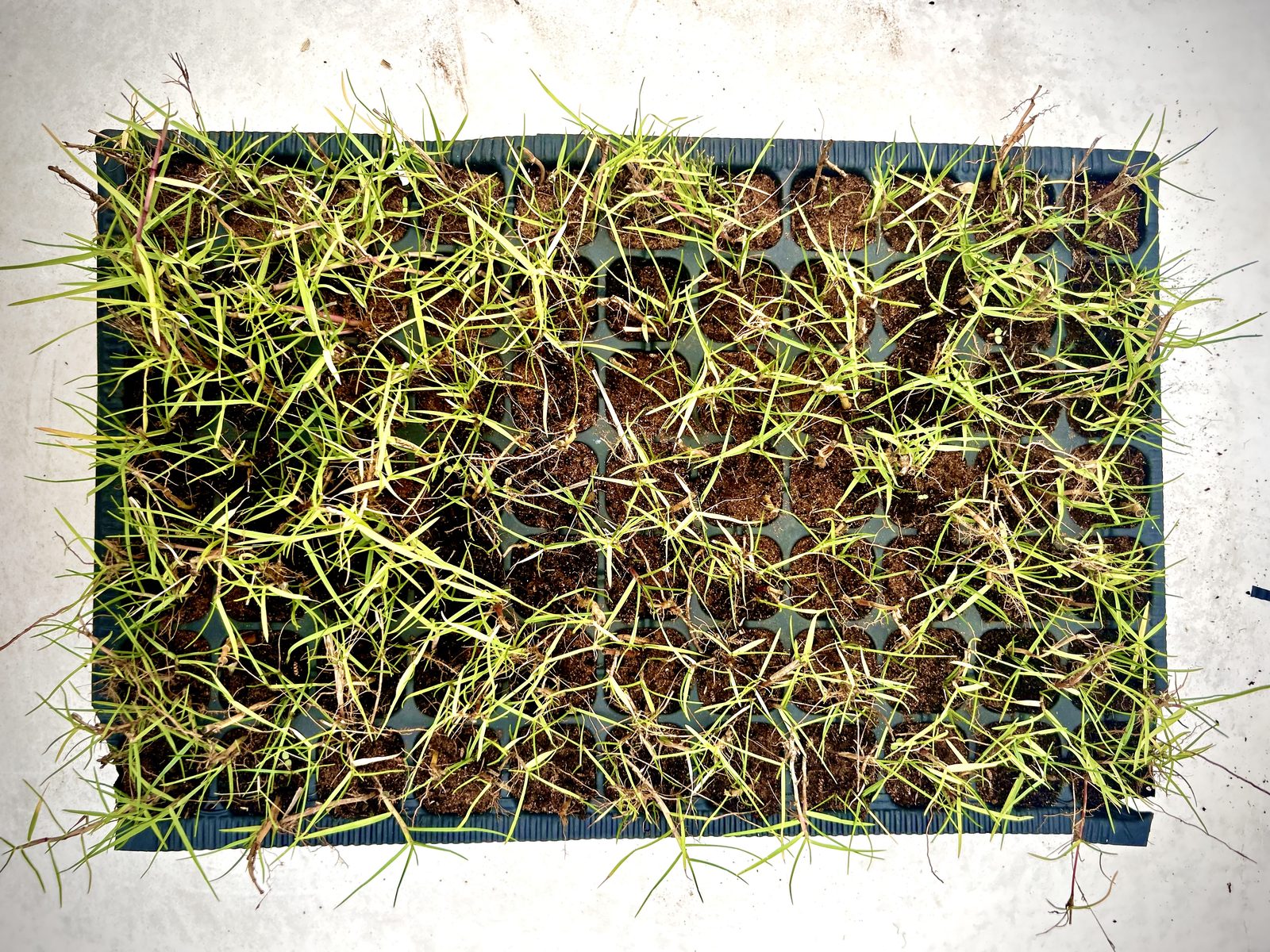 Plaque alvéolaire de 77 plants de gazon Zoysia tenuifolia vue de dessus, feutrage enraciné, pépinière Belkora au Maroc