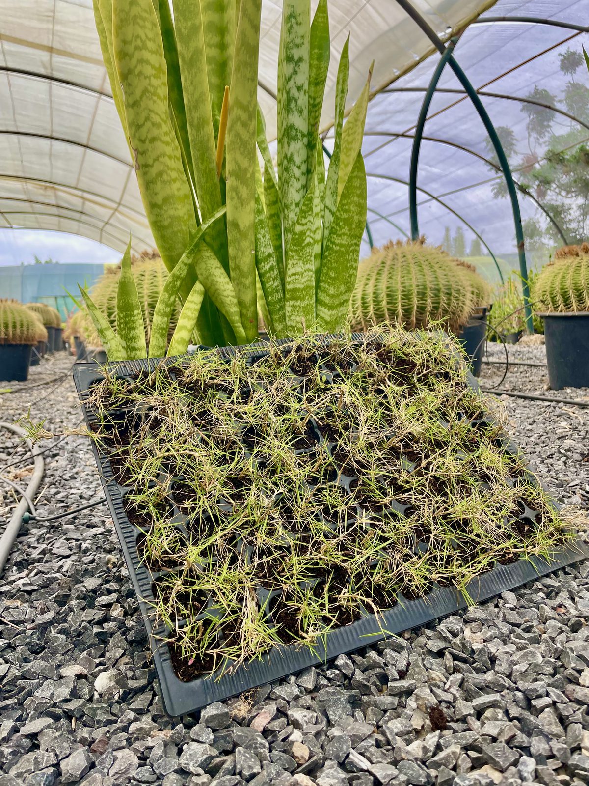 Plaque de gazon Zoysia tenuifolia en plateau cultivée sous serre, prête au départ, pépinière Belkora au Maroc