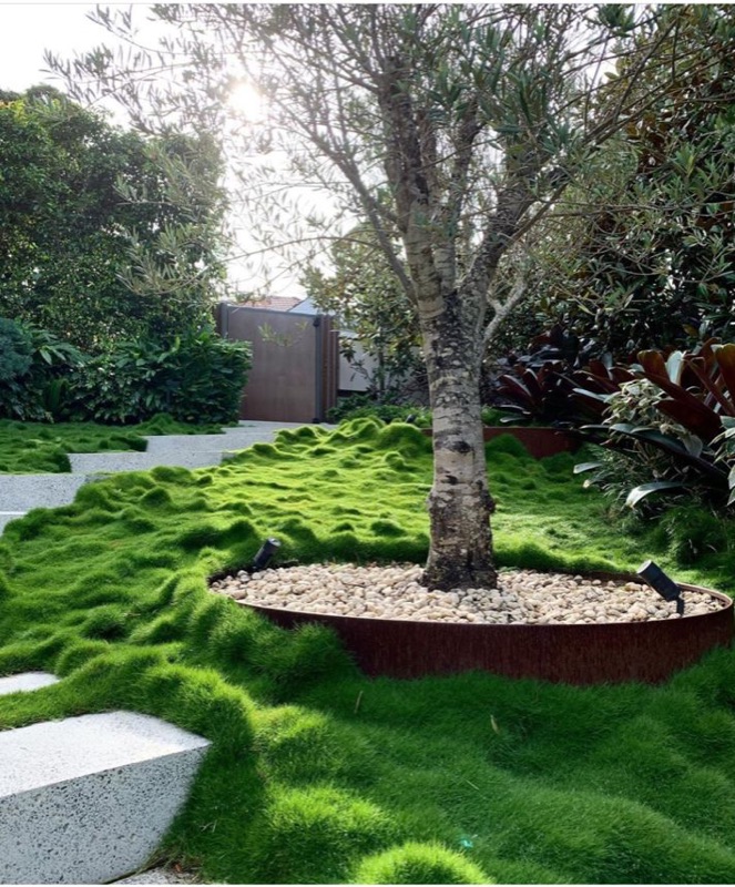 Jardin contemporain avec Zoysia tenuifolia autour d'un olivier et anneau corten