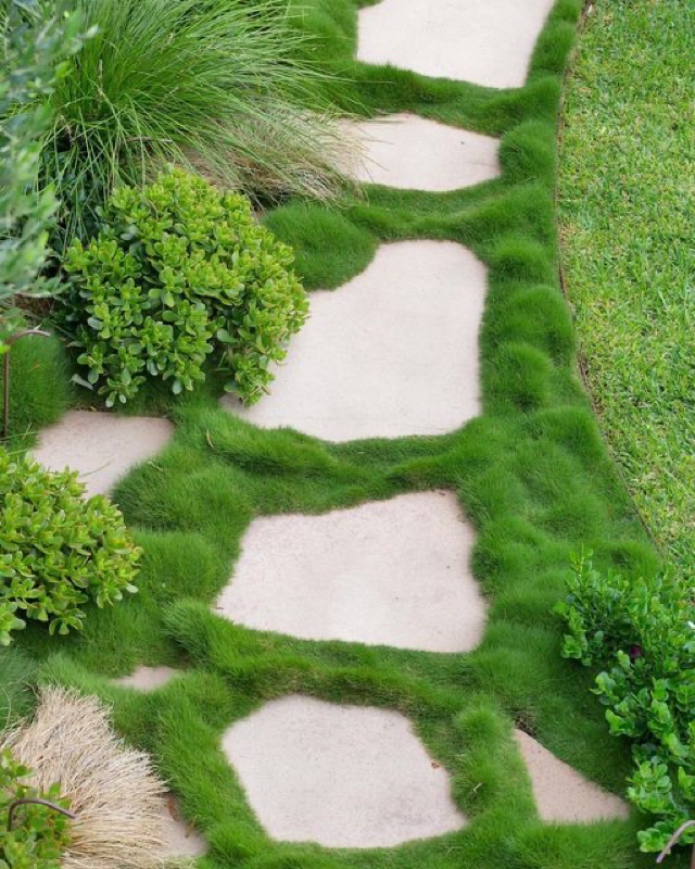 Zoysia tenuifolia entre pas japonais — effet jardin zen