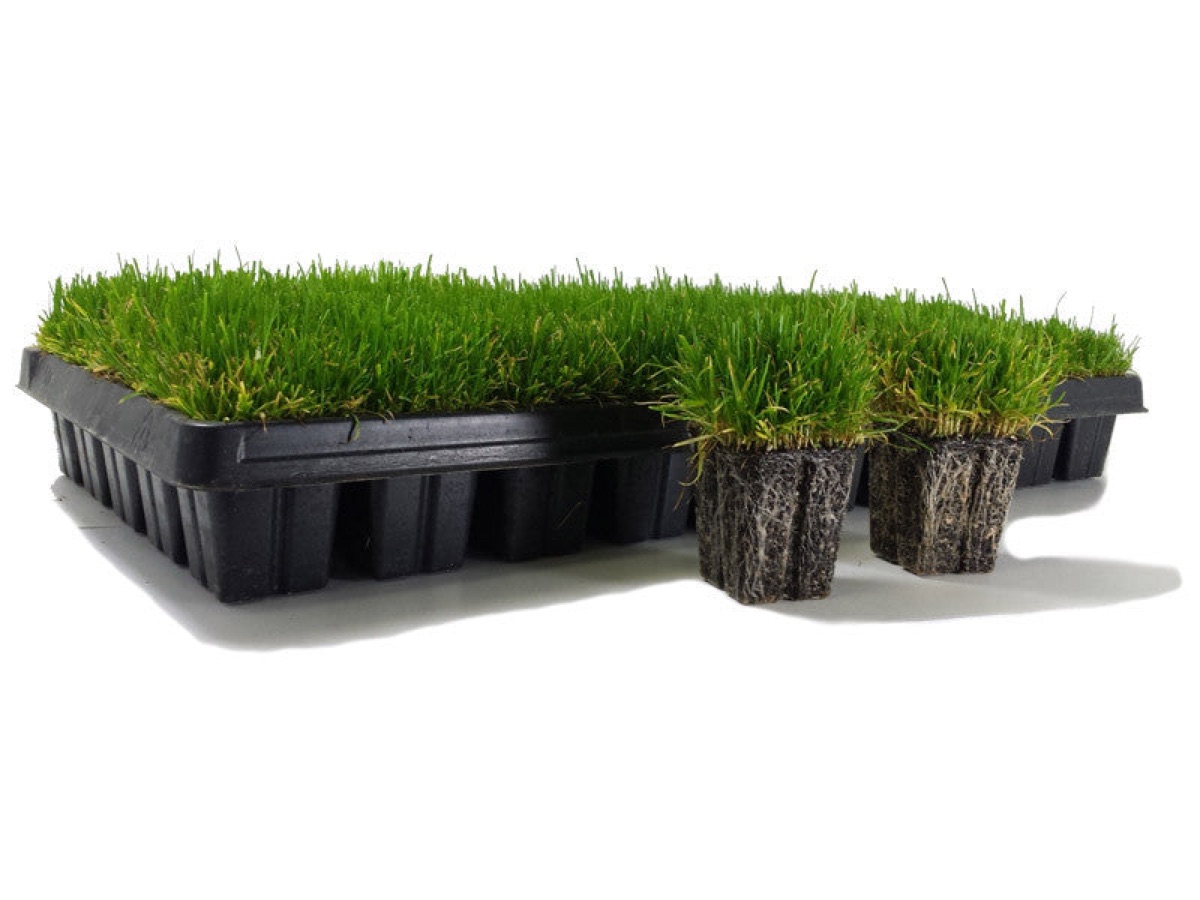 Plaque alvéolaire de 77 plants de gazon Zoysia tenuifolia vue de dessus, feutrage enraciné, pépinière Belkora au Maroc