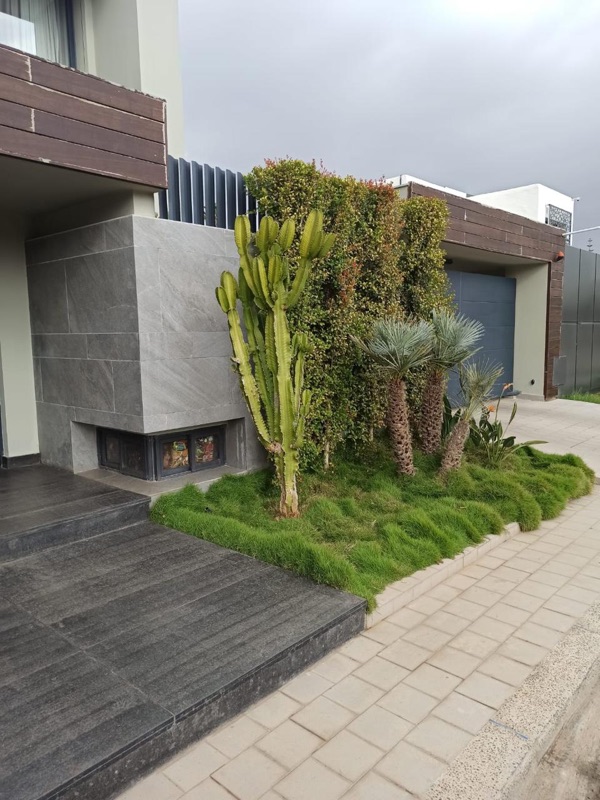 Entree de villa marocaine avec Zoysia tenuifolia et cactus