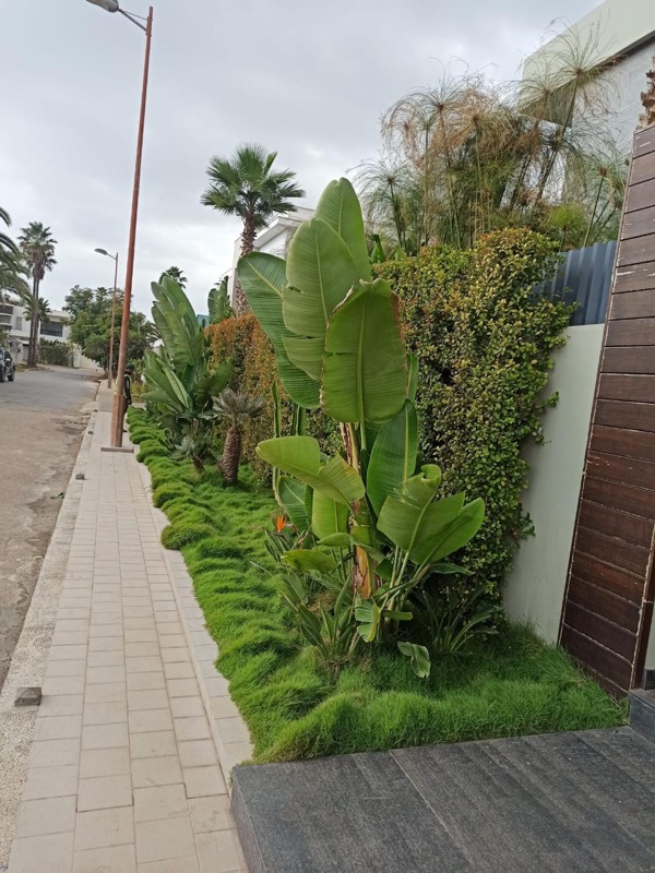 Zoysia tenuifolia en facade de villa marocaine avec bananiers
