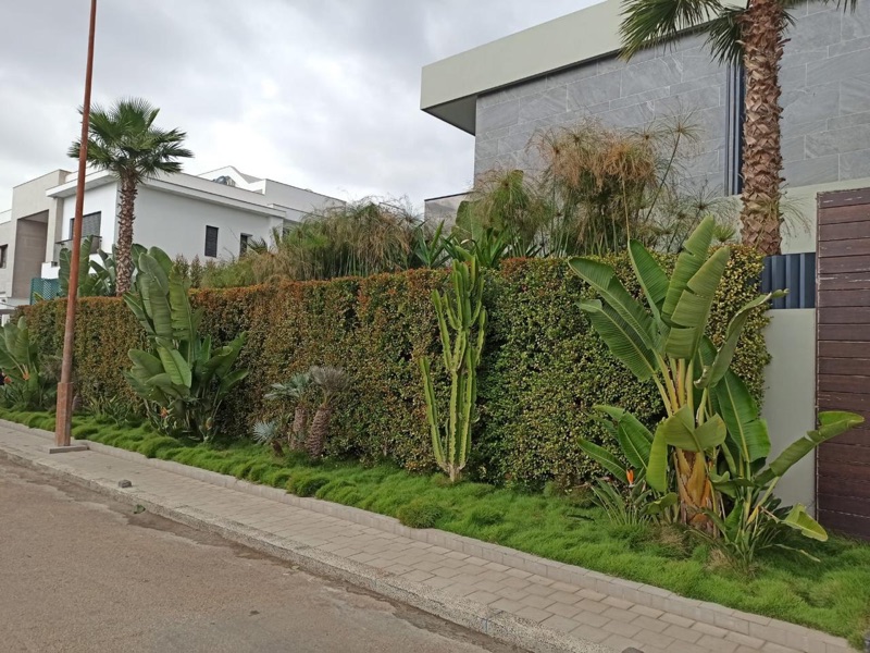 Vue panoramique d'une villa marocaine avec Zoysia tenuifolia